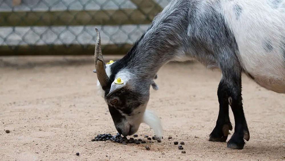 Tardar mucho en aliviarse dejaría a los animales expuestos a los depredadores