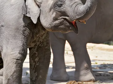 La velocidad con la que los animales hacen sus necesidades no depende de su tamaño La velocidad con la que los animales hacen sus necesidades no depende de su tamaño