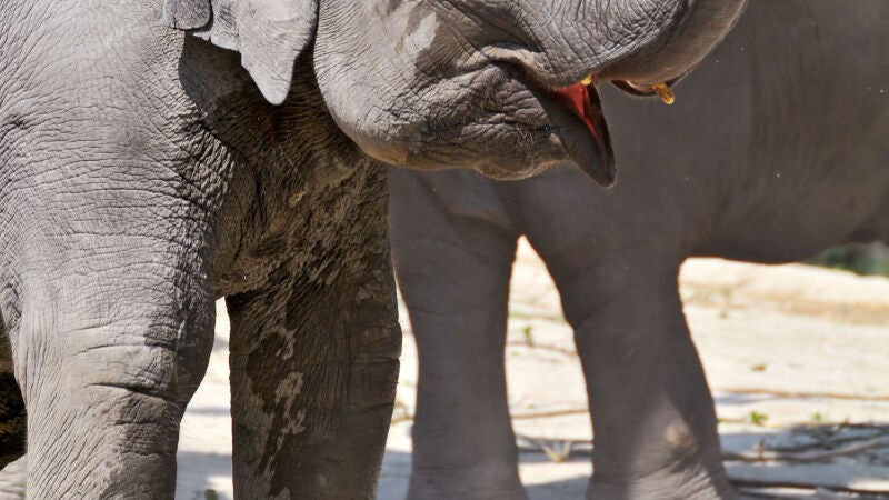 Del elefante al ratón: los mamíferos tardan una media de 12 segundos en defecar