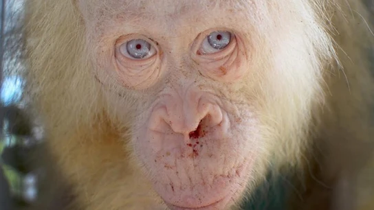 Rescatan a una orangután albina "extremadamente rara" Sorprendente hallazgo