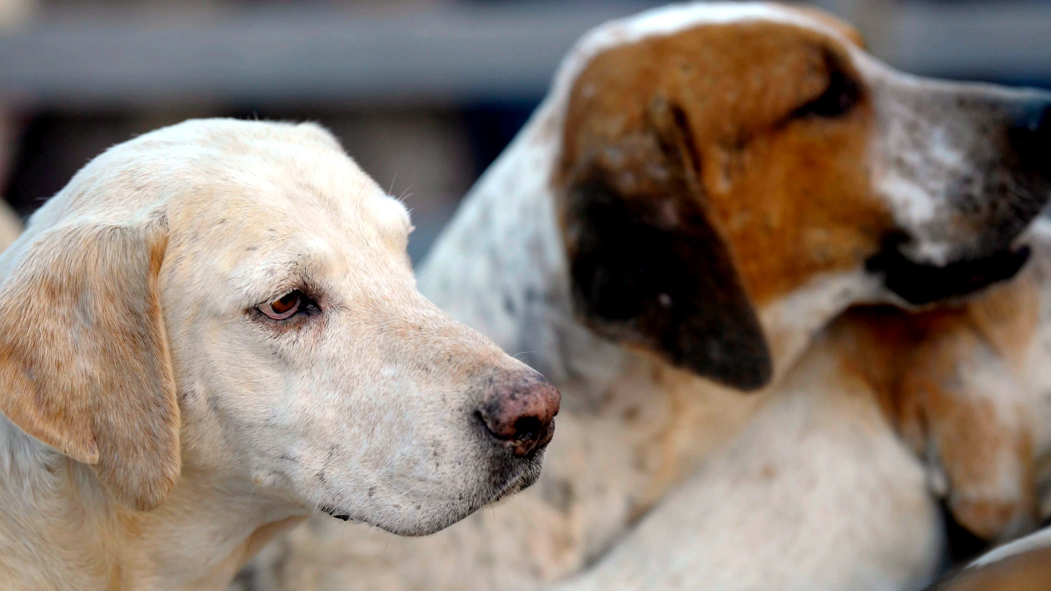 Varios perros