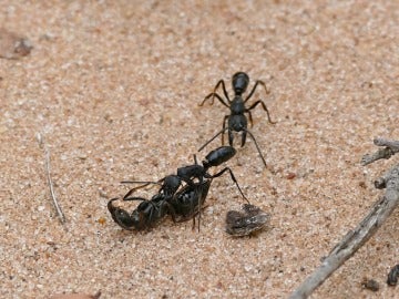 Hormigas en Sudáfrica 