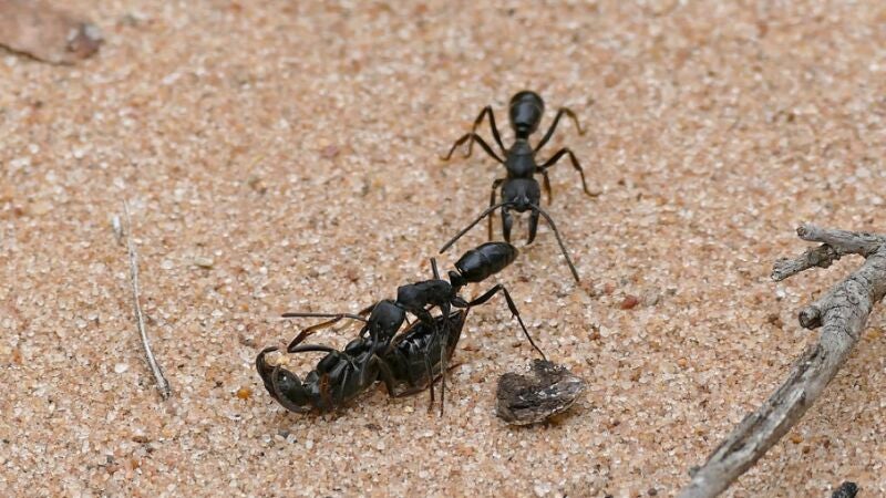 Comportamiento inédito en insectos: hay hormigas que socorren a sus compañeras heridas
