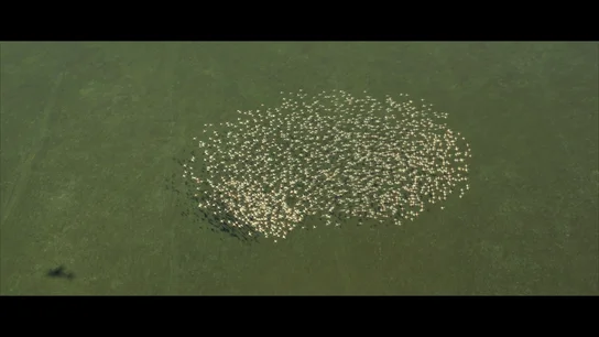 Imagen de una bandada de aves desde el cielo de Doñana Imagen de una bandada de aves desde el cielo de Doñana