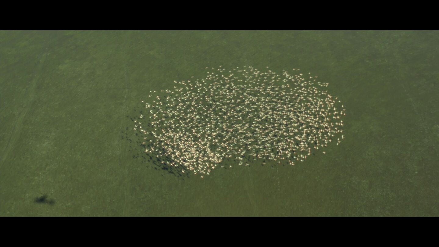 Imagen de una bandada de aves desde el cielo de Do&ntilde;ana