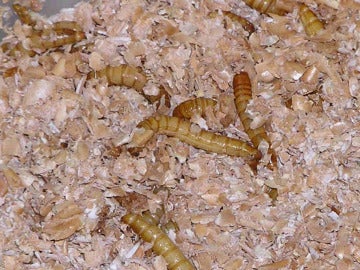 Los gusanos de la harina, autorizados para el consumo humano