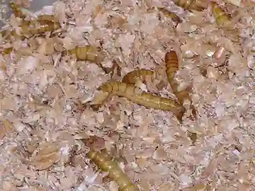 Los gusanos de la harina, autorizados para el consumo humano Los gusanos de la harina, autorizados para el consumo humano