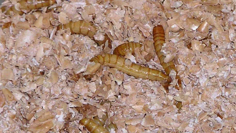 La moda de comer insectos llega a Suiza: ¿comerías tú hamburguesas de gusano?