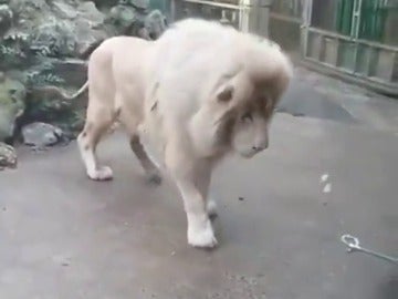 El león en su recinto del zoo El león en su recinto del zoo