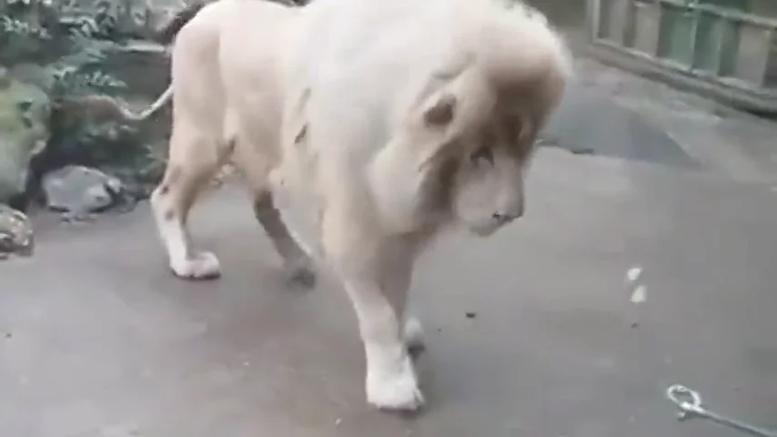 El león en su recinto del zoo