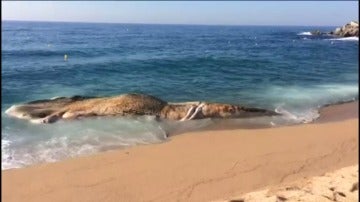 Frame 0.0 de: Aparece una ballena muerta en la playa de Lloret de Mar