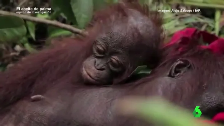 Orangután Orangután