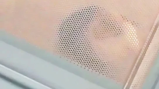 Cobaya en el interior del microondas Cobaya en el interior del microondas