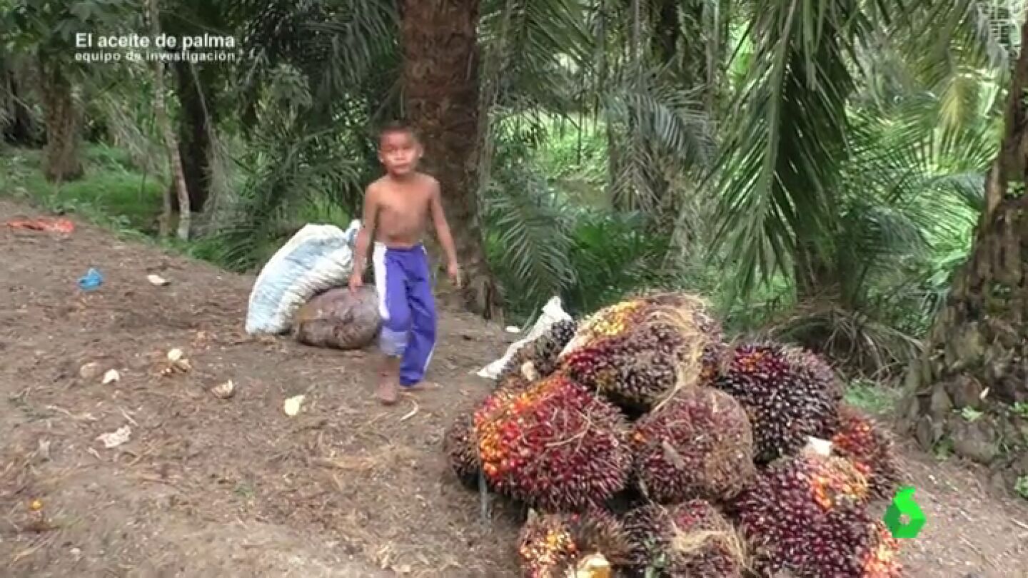 Equipo de Investigaci&oacute;n logra grabar c&oacute;mo se explota a ni&ntilde;os en las plantaciones de aceite de palma de Indonesia
