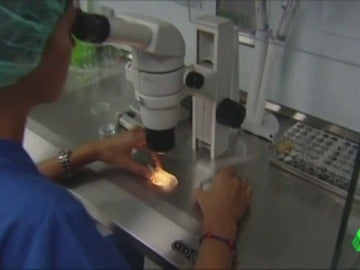 Los grandes retos de los expertos en medicina: el rejuvenecimiento ovárico, la inmunología y la preservación de la fertilidad Los grandes retos de los expertos en medicina: el rejuvenecimiento ovárico, la inmunología y la preservación de la fertilidad