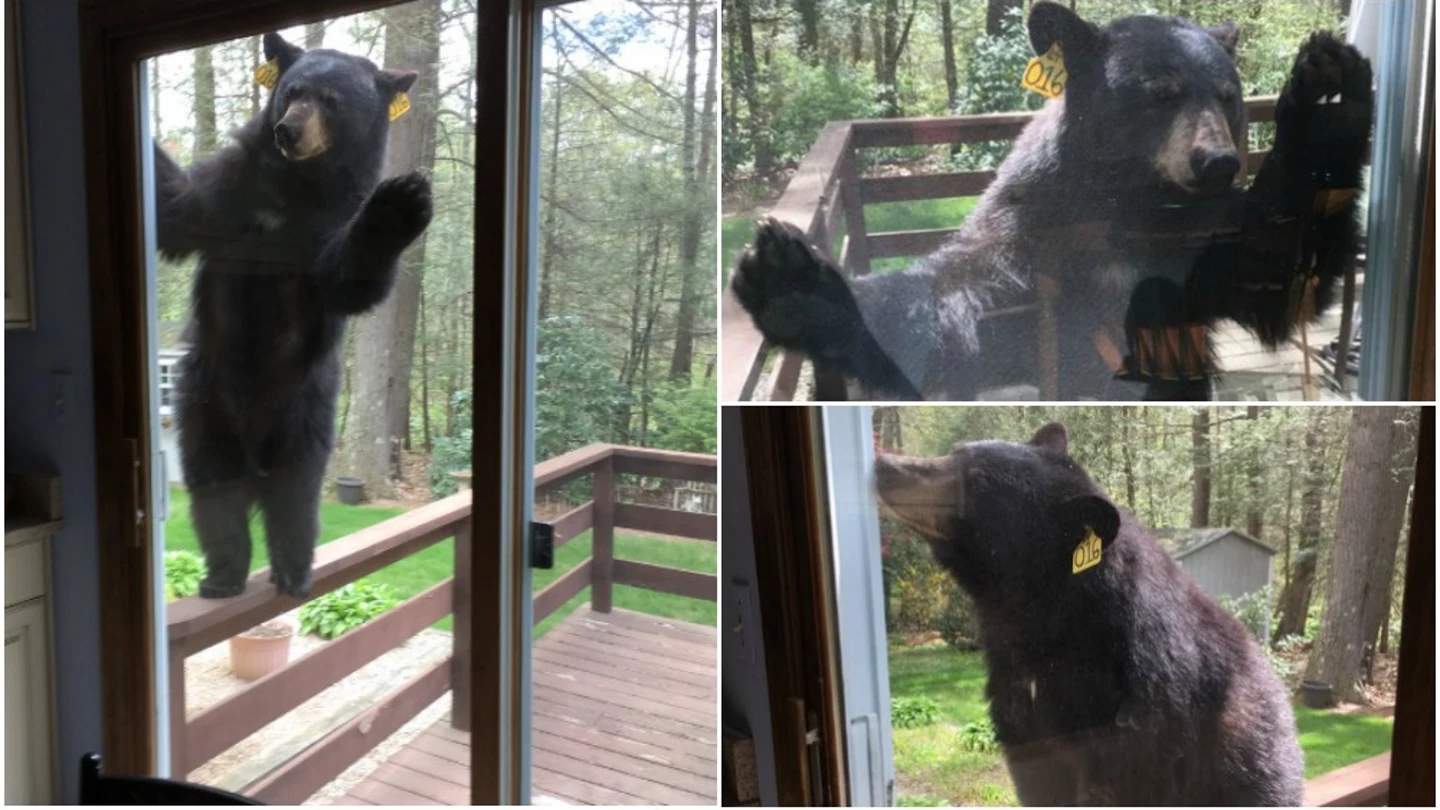 La graciosa imagen de un oso mirando por la ventana de una mujer mientras cocinaba brownies La graciosa imagen de un oso mirando por la ventana de una mujer mientras cocinaba brownies