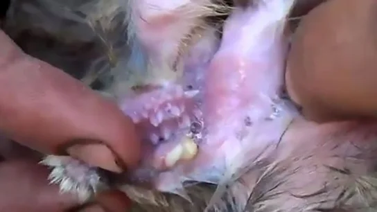 La oveja mutante de Turquía La oveja mutante de Turquía