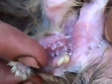 La oveja mutante de Turquía La oveja mutante de Turquía