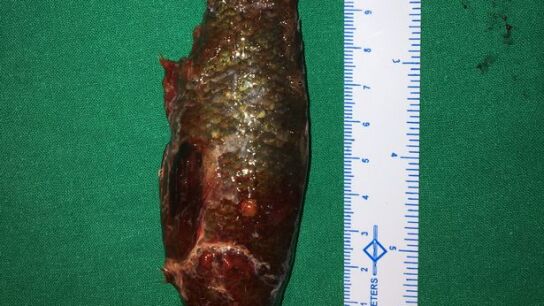 El pez med&iacute;a once cent&iacute;metros