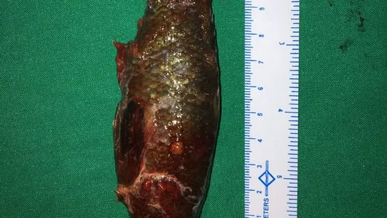 El pez medía once centímetros El pez medía once centímetros