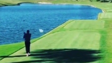 Un golfista amateur mata a un pato de forma accidental