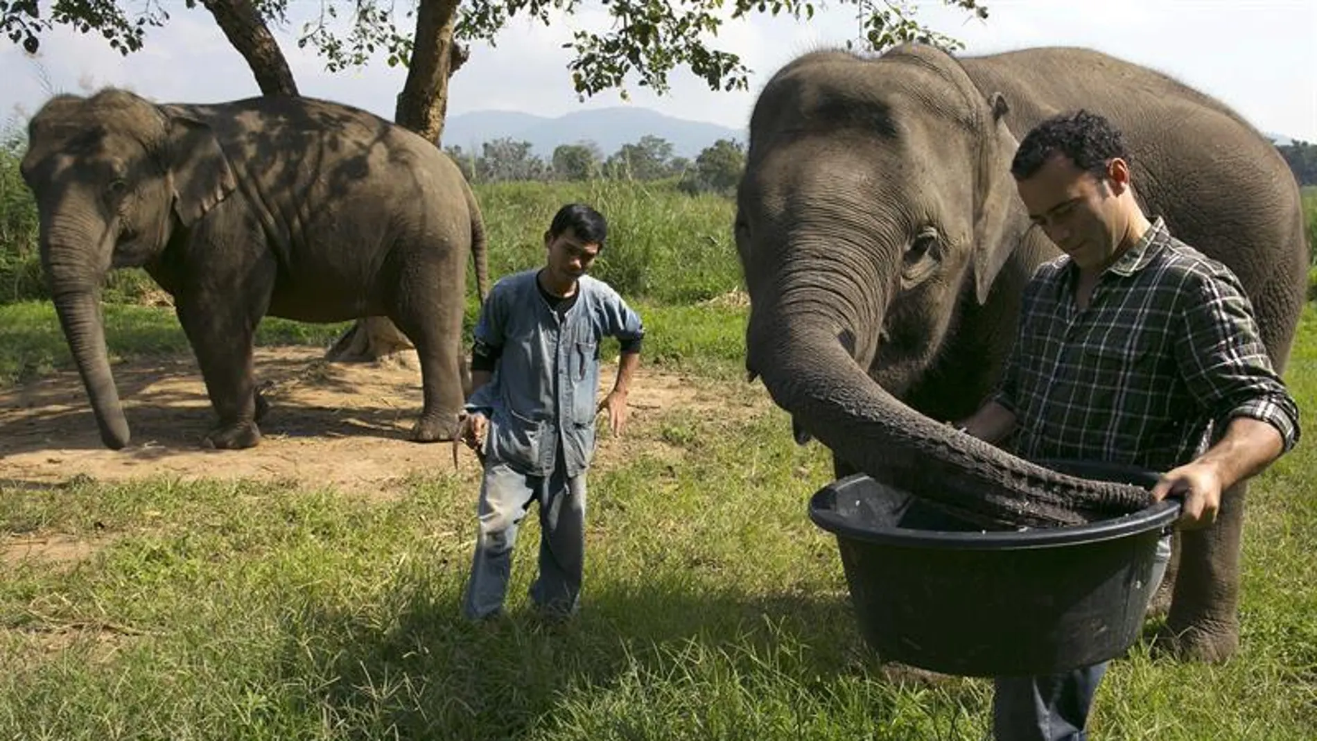 Dos trabajadores alimentan a dos elefantes