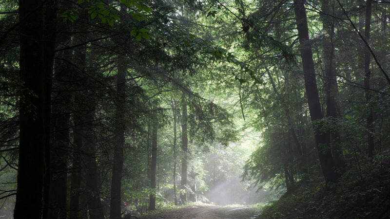 El cambio climático está desplazando los bosques hacia el oeste