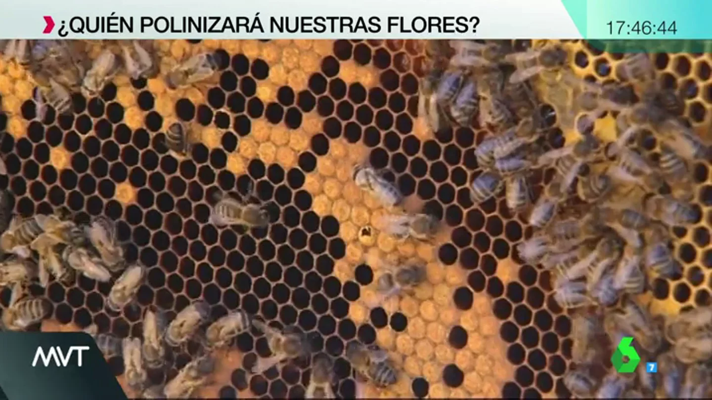 Abejas Abejas