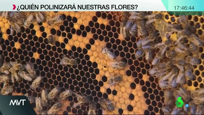 Abejas