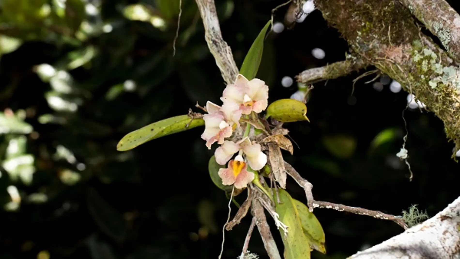 Una Rodriguezia granadensis en un árbol. / Luis Pérez.