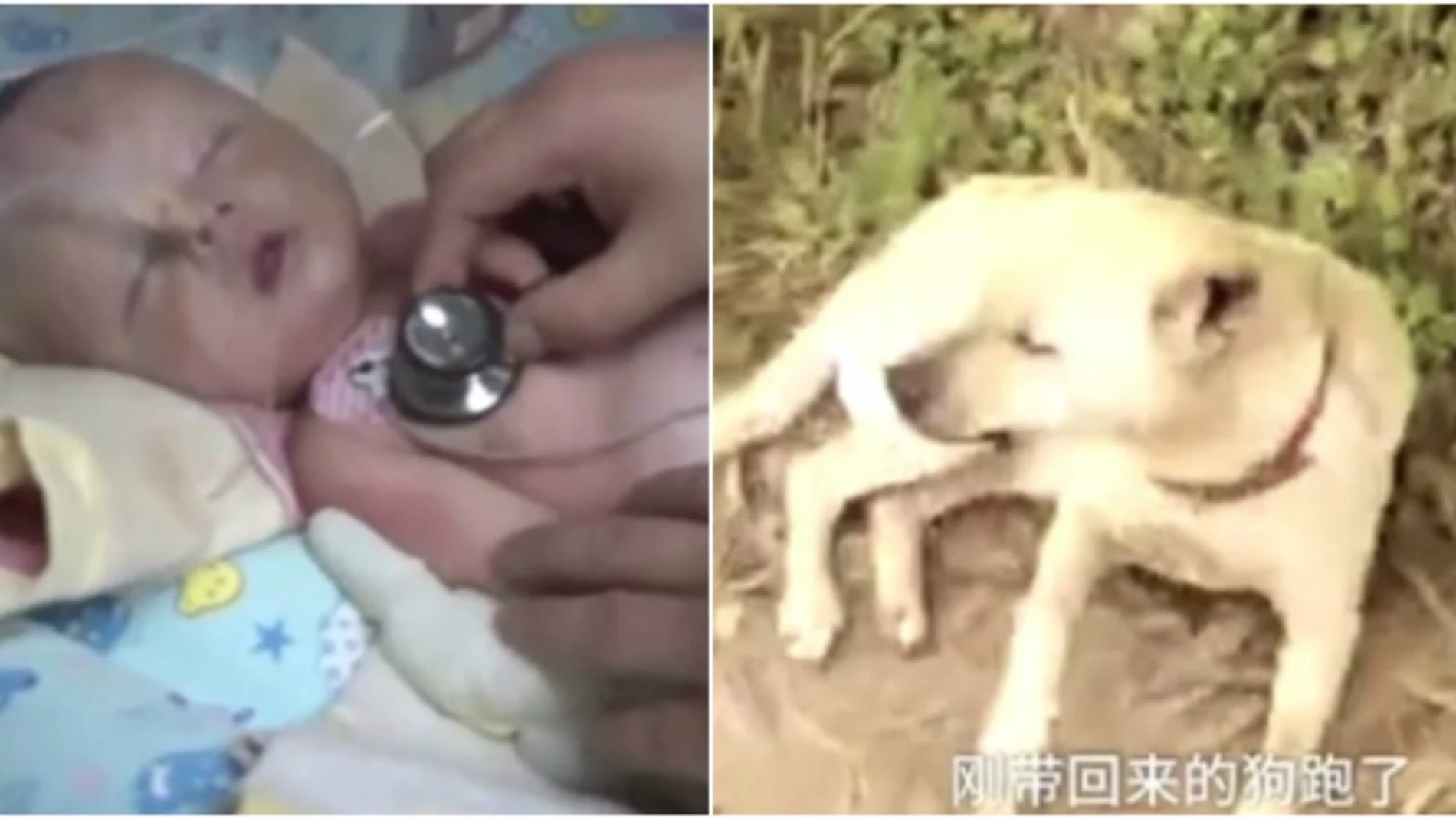 A la izquierda, el bebé rescatado; a la derecha, el perro que le salvó la vida