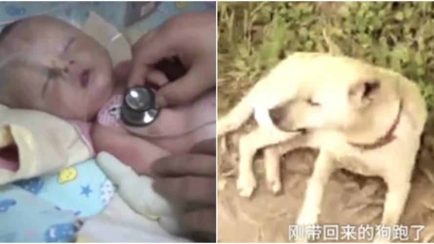 A la izquierda, el bebé rescatado; a la derecha, el perro que le salvó la vida A la izquierda, el bebé rescatado; a la derecha, el perro que le salvó la vida
