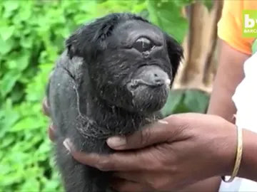 Hallan una cabra cíclope en la India Hallan una cabra cíclope en la India
