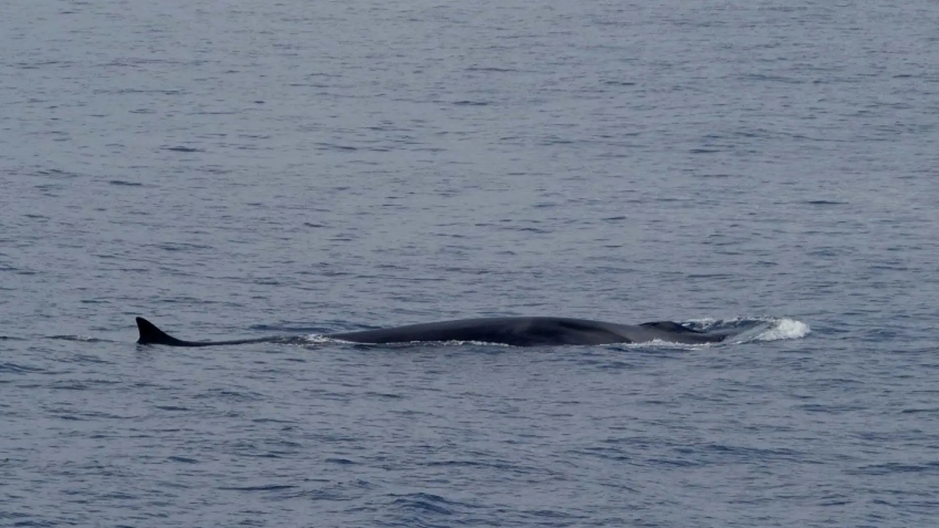 Mas de 1 5 millones de ballenas delfines y marsopas habitan el Atlantico