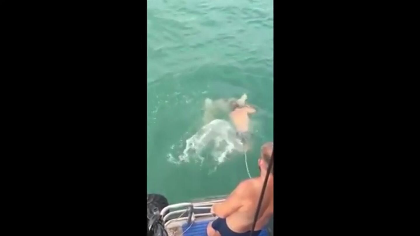 Frame 10.855994 de: Un hombre recibe un mordisco al intentar cabalgar sobre un tibur&oacute;n y acaba matando al animal