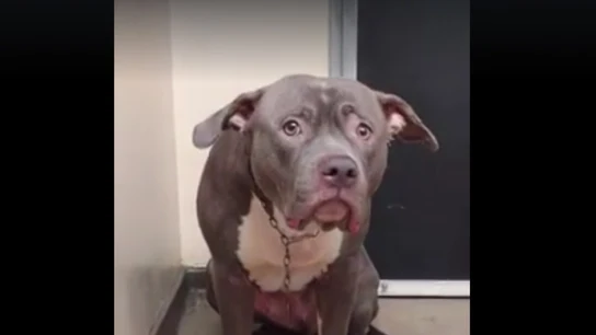 Electra en el refugio Electra en el refugio