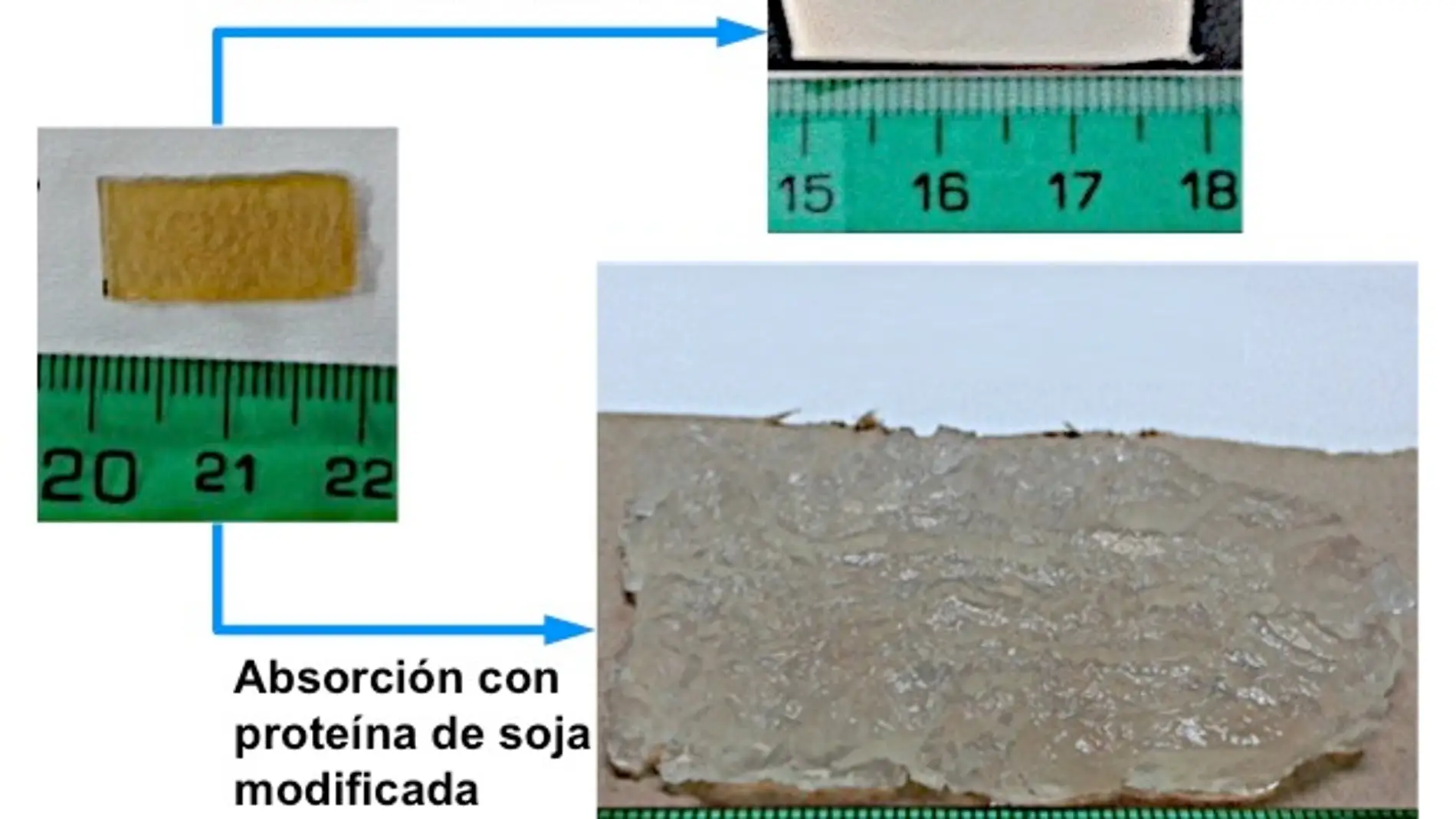 Un bioplastico superabsorbente fabricado con proteina de soja