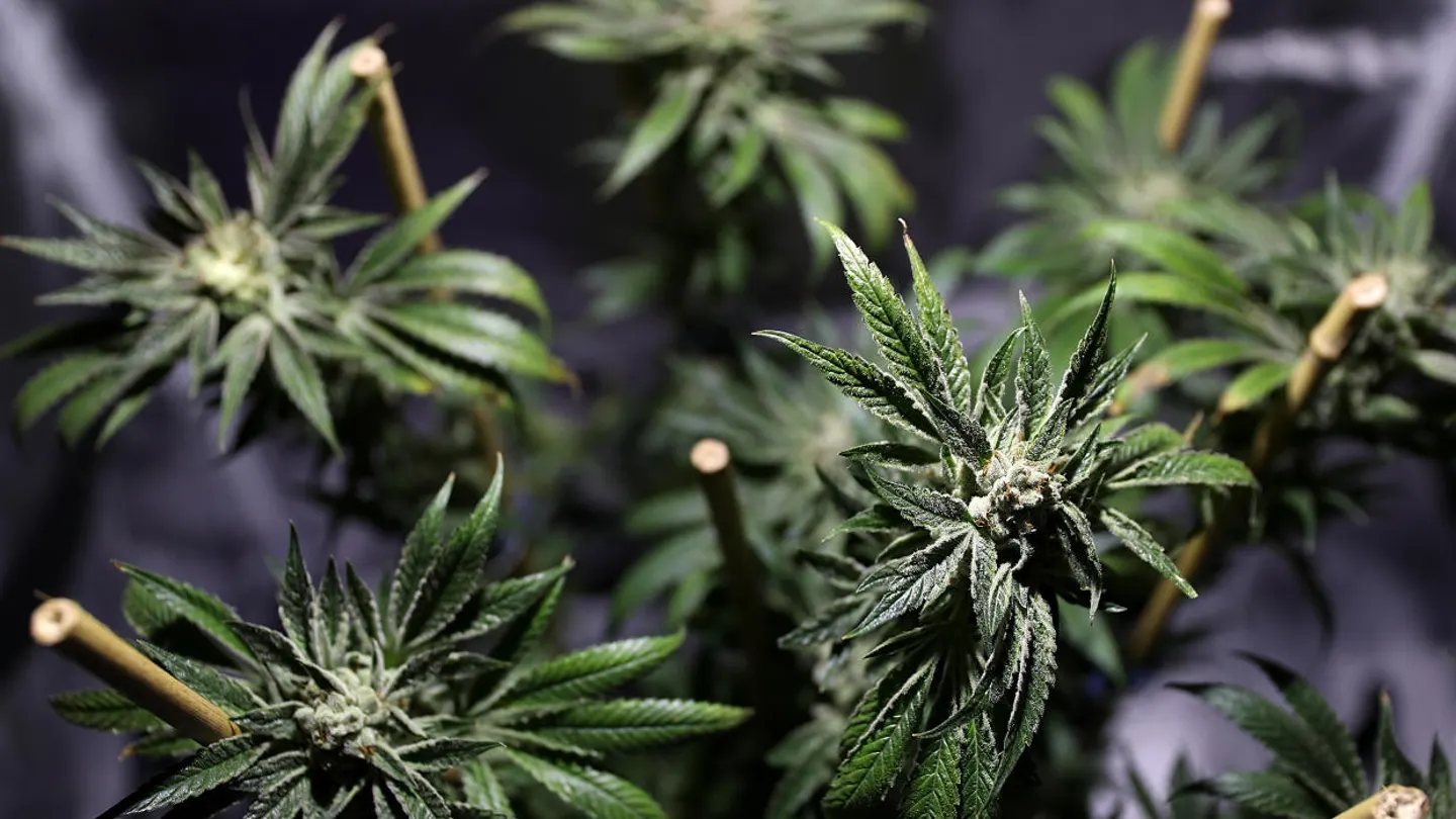 Imagen de plantas de marihuana Imagen de plantas de marihuana