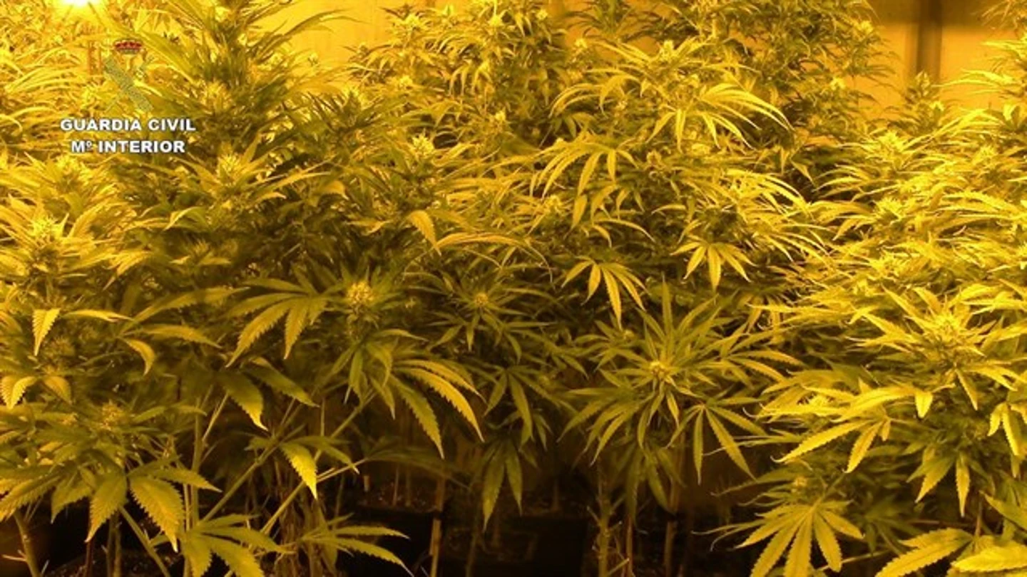 Cultivo interior de marihuana Cultivo interior de marihuana