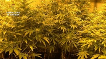 Cultivo interior de marihuana