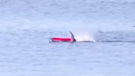 El terrible momento en el que un tiburón blanco ataca a un piragüista en California El terrible momento en el que un tiburón blanco ataca a un piragüista en California