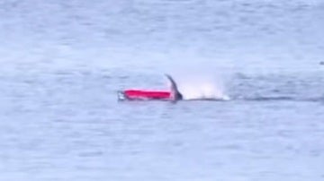 El terrible momento en el que un tiburón blanco ataca a un piragüista en California