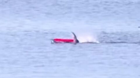 El terrible momento en el que un tibur&oacute;n blanco ataca a un pirag&uuml;ista en California