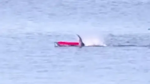 El terrible momento en el que un tiburón blanco ataca a un piragüista en California El terrible momento en el que un tiburón blanco ataca a un piragüista en California
