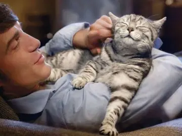 Irlanda busca abrazadores de gatos Irlanda busca abrazadores de gatos