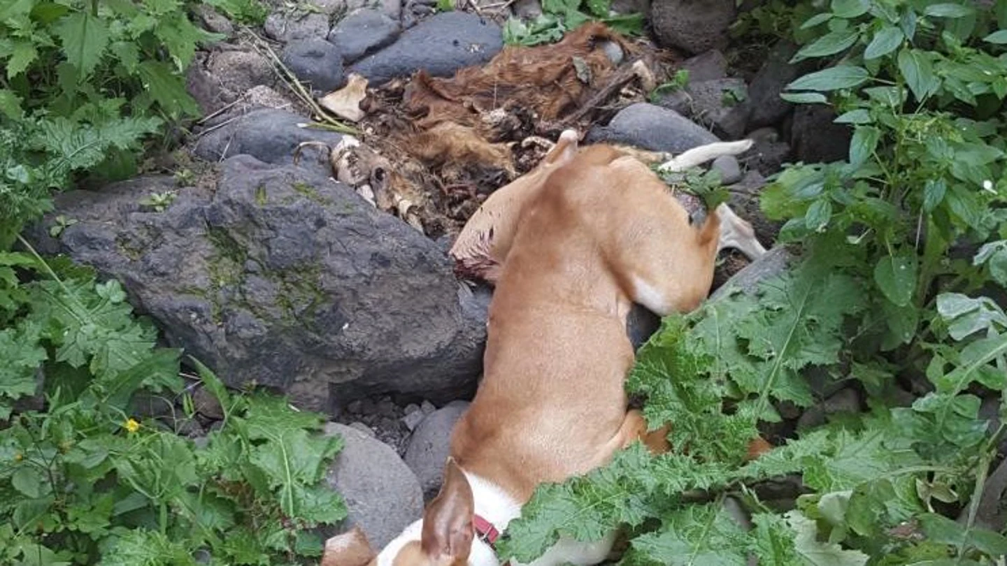 Imagen de un perro despeñado que acompaña la petición de change.org reclamando justicia Imagen de un perro despeñado que acompaña la petición de change.org reclamando justicia