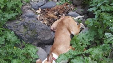 Imagen de un perro despeñado que acompaña la petición de change.org reclamando justicia