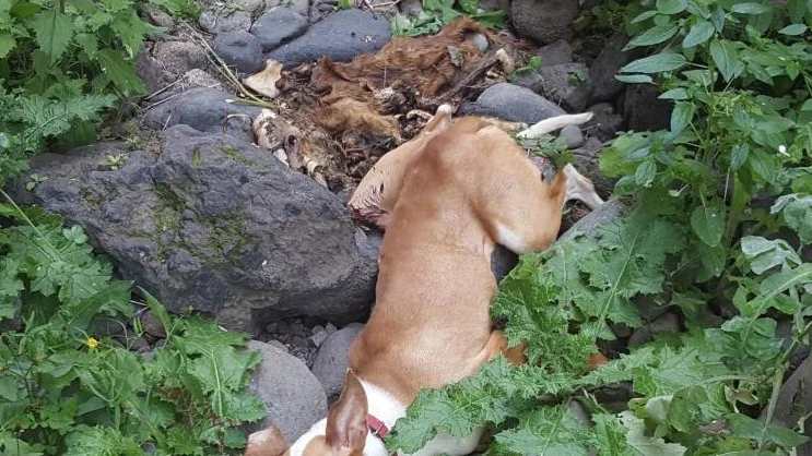 Imagen de un perro despeñado que acompaña la petición de change.org reclamando justicia