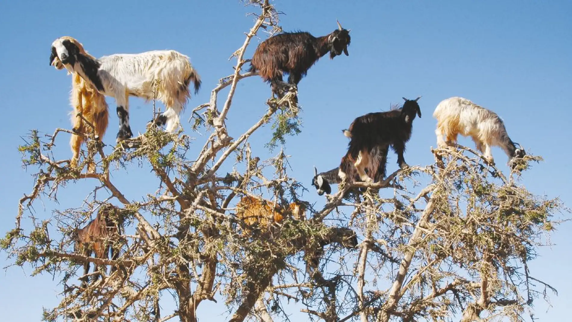 Las cabras trepadoras dispersan las semillas de los arboles escupiendo