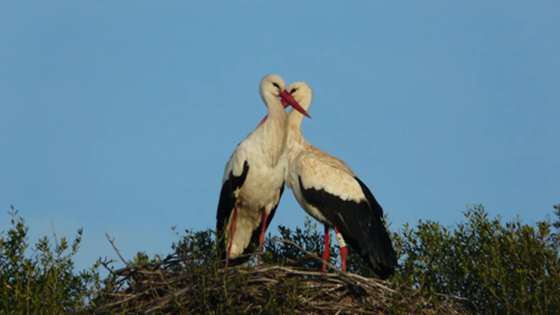 Cigüeñas de Doñana.